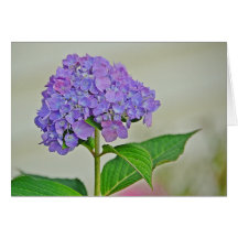 Vanlig hortensia noterar kortet