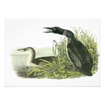 Vanligt Loon, John Audubon Inbjudningskort