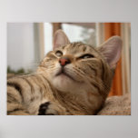 Vår Abyssinian Posters
