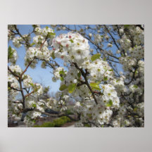 Vår blommor affischer