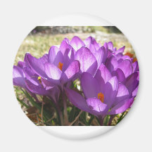Vår blommor magneter