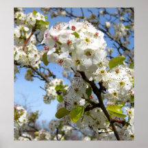Vår blommor posters