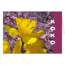 Vår för blommor för påsklilja för XOXO-hälsningkor