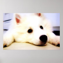 Vår hund Wiess som jag fotograferade! Posters