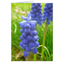 vårblommigtkort