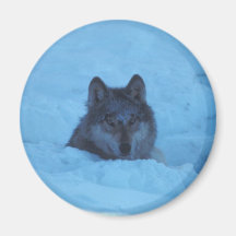 Varganseende i snö kylskåps magneter
