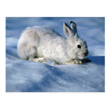 Varierande hare-/Snowshoekanin på öppen snö Vykort