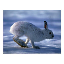 Varierande hare-/Snowshoekaninspring över öppet s Vykort