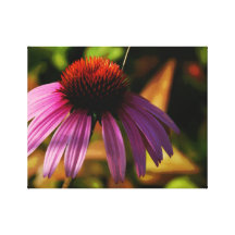 Varm Bokeh slågen in kanvastryck för Echinacea~
