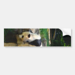 Varm Panda Bildekal