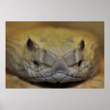 Västra Diamondback Rattler Print