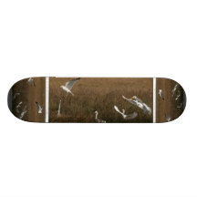 VåtmarkEgretsSkateboard