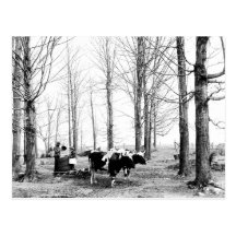 Vermont för lönnsockerläger vykort 1904