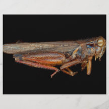 Vetenskap - entomologi - speciminen flygblad designs