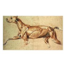 Veterinär- visitkort