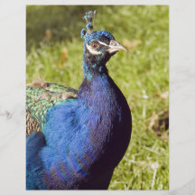 Vibrerande påfågel flyg blad