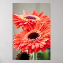 Vibrerande röd blomma posters