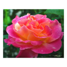 Vibrerande rosa rosfotografi vid Karrilee