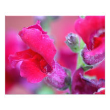Vibrerande rosa Snapdragons Fotografier