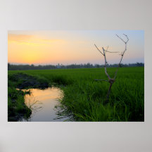 Vietnam Riceirländare Posters