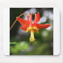 Vild Columbine Musmatta