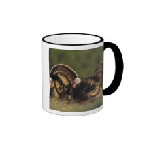 Vild Turkiet, Meleagrisgallopavo, manlig Kaffe Mugg