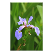 Vildblomma för blåttflaggaIris Konstfoto