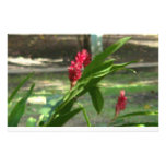 Vildblommor Brevpapper Design