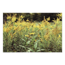 Vildblommor Fotografiskt Tryck