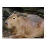 VildCapybaravykort