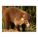 VildCoatiMundi vykort