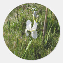 VildvitCanna lilja Klistermärken