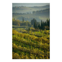 Vingård Tuscany, italien Foto