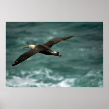 Vinkad Albatross i flyg Affisch