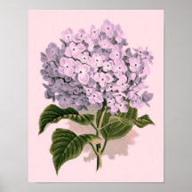 Vintagevanlig hortensia i den violetta affischen