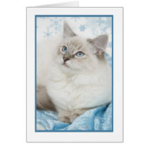 vinterragdollnotecard kort