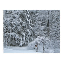 Vinterskog Vykort