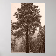 Vinterträd Print