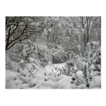 Vinterunderlandskogen i snöfotoet vykort