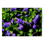 Violeten noterar kort