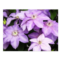 Violett Clematis Vykort