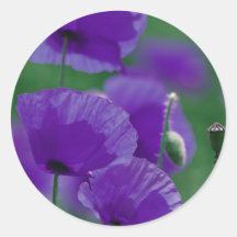 violett Mohn Art Runde Aufkleber