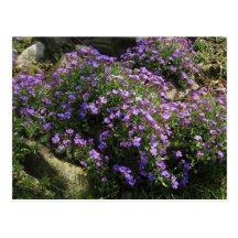 Violetta blommor vykort