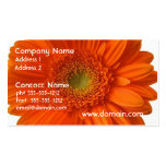 Visitkort för orange daisy