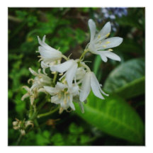 Vit för söten blommar lite fotoet
