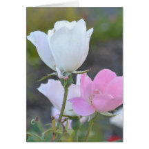 Vit- och rosa roskort