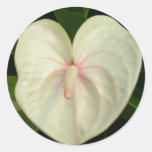 Vit och rosa tropisk Anthurium Runda Klistermärken