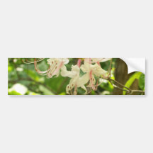 Vit- och rosaAzaleas Bildekaler