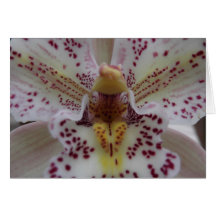 Vit- och rosaOrchid Hälsningskort