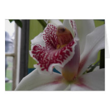Vit- och rosaOrchid Kort